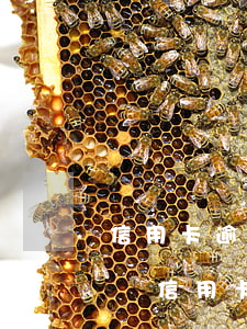 信用卡逾期一次能辦信用卡嗎(逾期幾次不能辦信用卡)