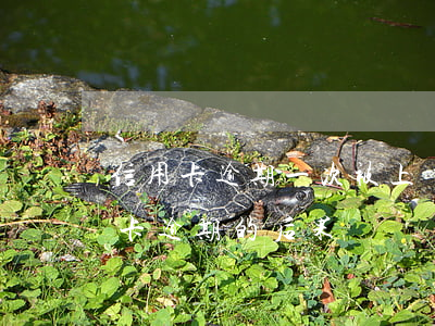 信用卡逾期一次被上報(bào)人行(信用卡逾期的后果)