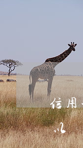 信用卡逾期一次貸款買車(信用卡多次逾期可以貸款買車嗎)