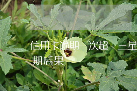 信用卡逾期一次超過三星期(三個月信用卡逾期后果)