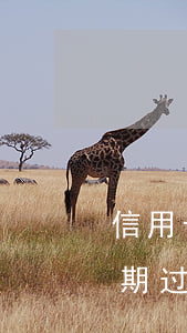 信用卡逾期一次还能车贷吗(我以前信用卡逾期过,现在贷款买车可以吗)
