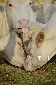 信用卡逾期一次還能撤銷嗎