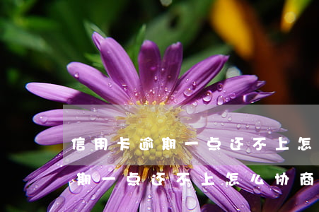 信用卡逾期一点还不上怎么协商-信用卡逾期一点还不上怎么协商还款