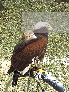 信用卡逾期一直不催款了(信用卡逾期一直不催款了)