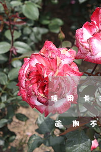 信用卡逾期一直不還后果怎么樣-欠信用卡逾期不還會怎么樣