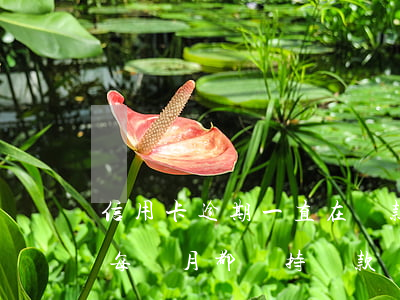 信用卡逾期一直在還款嗎(信用卡逾期了但是每個月都堅持還款)