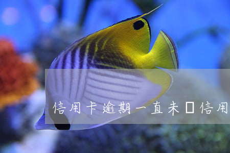 信用卡逾期一直未還(信用卡逾期一直未還會)
