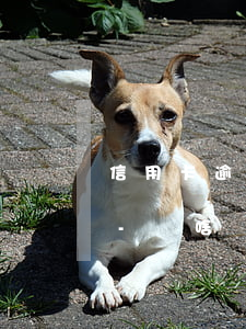 信用卡逾期一直沒(méi)起訴怎么回事-為啥沒(méi)有逾期卻申請(qǐng)不了信用卡呢