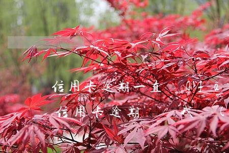 信用卡逾期一直發(fā)短信(為什么別人信用卡逾期會給我發(fā)短信)