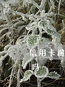 信用卡逾期一直要利息么(信用卡逾期有利息吗)