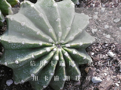 信用卡逾期一般在什么地方起訴-朋友用信用卡逾期,我可以起訴嗎