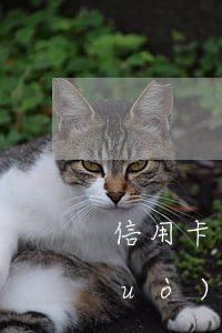 信用卡逾期一般多久消除(信用卡逾期過(guò)多長(zhǎng)時(shí)間能消除)