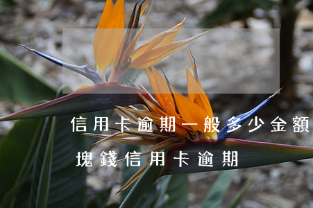 信用卡逾期一般多少金額會(huì)有(幾塊錢信用卡逾期)