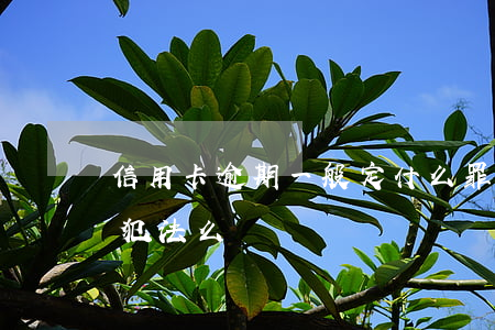 信用卡逾期一般定什么罪(很多張信用卡逾期犯法么)