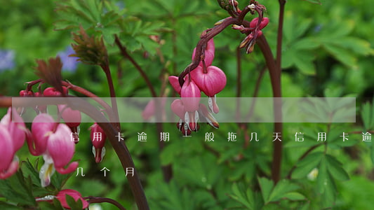 信用卡逾期一般拖几天(信用卡逾期最多能拖几个月)