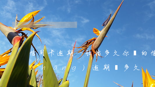 信用卡逾期一般指多久(你們的信用卡最長(zhǎng)逾期過多久)