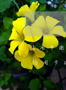 信用卡逾期一萬(wàn)六個(gè)月(信用卡6千逾期1年)