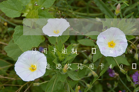 信用卡逾期一萬(wàn)掛網(wǎng)追逃(欠信用卡40萬(wàn)逃跑多年)