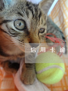 信用卡逾期一萬七三個月了