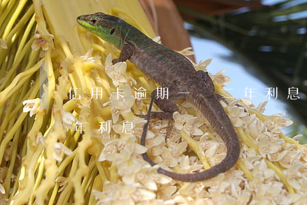 信用卡逾期一萬二年利息（信用卡逾期一萬二年利息）