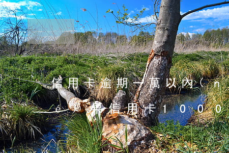 信用卡逾期一萬以內(nèi)的結(jié)果(信用卡10000逾期一年)