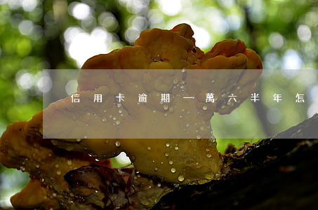 信用卡逾期一萬六半年怎么辦