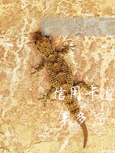 信用卡逾期一萬多三個月(信用卡3萬逾期一年多了)