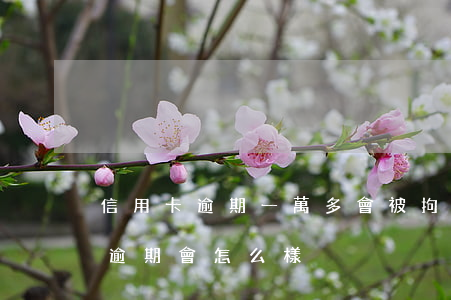 信用卡逾期一萬多會被拘留嗎 被拘留信用卡逾期會怎么樣