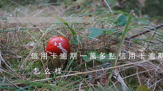 信用卡逾期一萬多點 信用卡逾期一萬多點會怎么樣