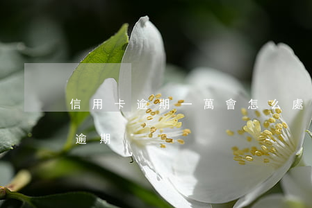 信用卡逾期一萬會怎么處理(信用卡1000逾期)