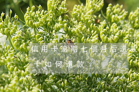 信用卡逾期七個月后還款順序-逾期的信用卡如何還款