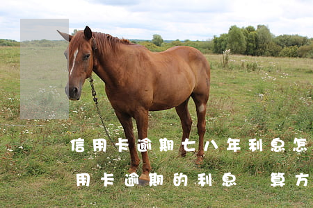信用卡逾期七八年利息怎么算(民法典銀行信用卡逾期的利息計算方法)