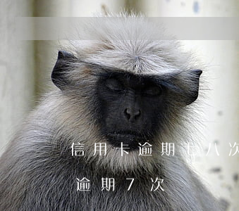 信用卡逾期七八次 兩年內(nèi)信用卡逾期7次