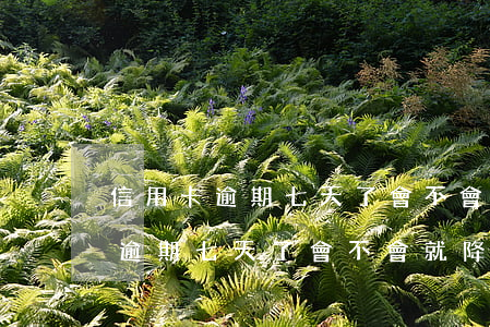 信用卡逾期七天了會不會就降額度-信用卡逾期七天了會不會就降額度了