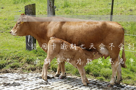 信用卡逾期七天会不会列入黑名单(用信用卡逾期多久才能成黑名单)