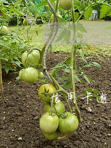信用卡逾期七次咋办