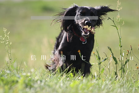 信用卡逾期七萬會(huì)坐牢