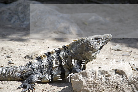信用卡逾期三个月被招商银行起诉-信用卡逾期三个月被招商银行起诉怎么办