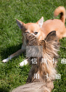 信用卡逾期三个月还了以后还可以用吗-信用卡逾期三个月还了以后还可以用吗
