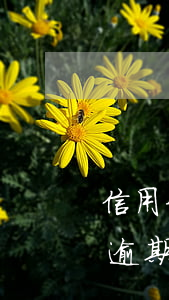 信用卡逾期三個(gè)月最低還款(信用卡逾期三個(gè)月最低還款可以嗎?)
