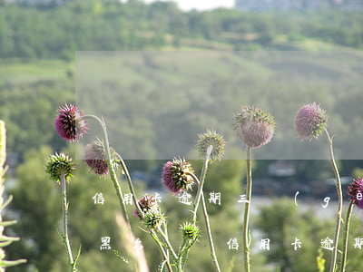 信用卡逾期三個(gè)月會(huì)上黑名單嗎(信用卡逾期三個(gè)月會(huì)上黑名單嗎)