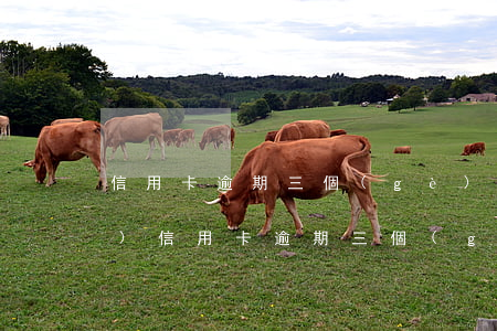 信用卡逾期三個(gè)月被凍結(jié)(信用卡逾期三個(gè)月被凍結(jié)還清后還能用嗎)