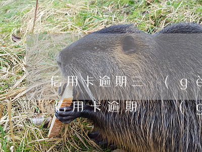 信用卡逾期三個(gè)月還清一年(三年前信用卡逾期兩個(gè)月還清后直接注銷了)