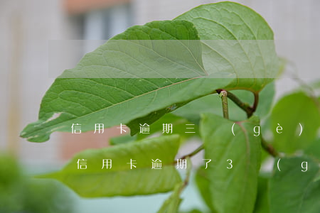 信用卡逾期三個(gè)月還能再拖(好幾張信用卡逾期了3個(gè)月會(huì)怎么樣)