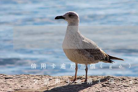 信用卡逾期三個(gè)月銀行約談去嗎-欠信用卡逾期3個(gè)月以上,銀行催收怎么辦?