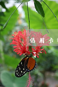 信用卡逾期三個多月報案(信用卡逾期3個月了)