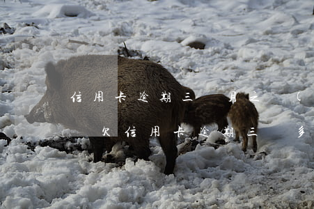 信用卡逾期三個月之內(nèi)還清可以嗎(欠信用卡逾期三個多月了還錢會有什么影響)