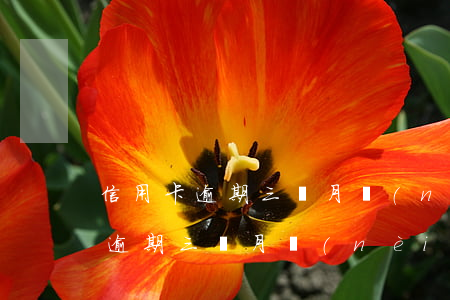 信用卡逾期三個月內(nèi)離婚(信用卡逾期三個月內(nèi)離婚,房產(chǎn)轉(zhuǎn)移,屬于惡意轉(zhuǎn)移財產(chǎn)嗎)