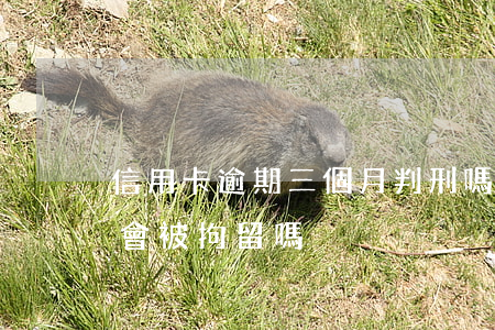 信用卡逾期三個月判刑嗎(信用卡逾期3個月會被拘留嗎)