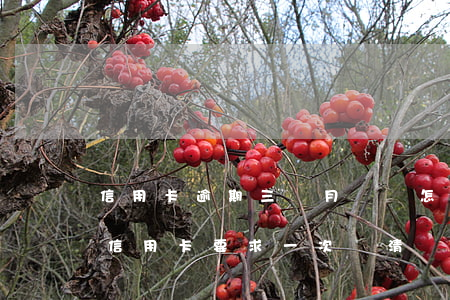 信用卡逾期三個月應該怎么還-逾期三個月信用卡要求一次還清